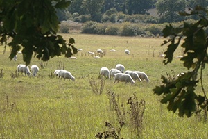 Agriculture raisonnée ferme des Bruyères