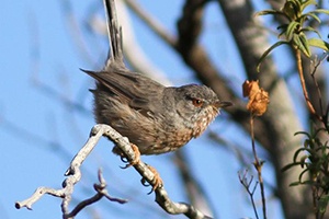 Protection de la faune ferme des Bruyères