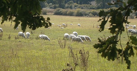 
                  Ferme Les Bruyères